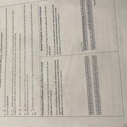 Cell transport amoeba sisters answer key