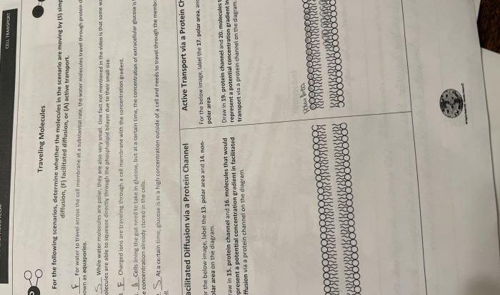 Cell transport amoeba sisters answer key