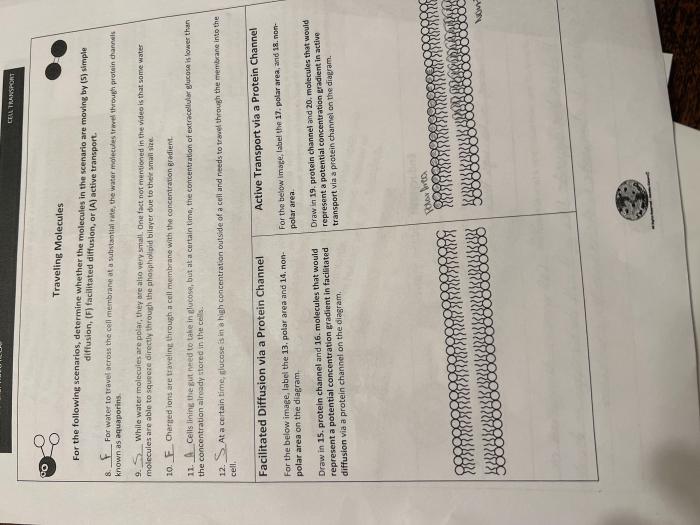 Cell transport amoeba sisters answer key