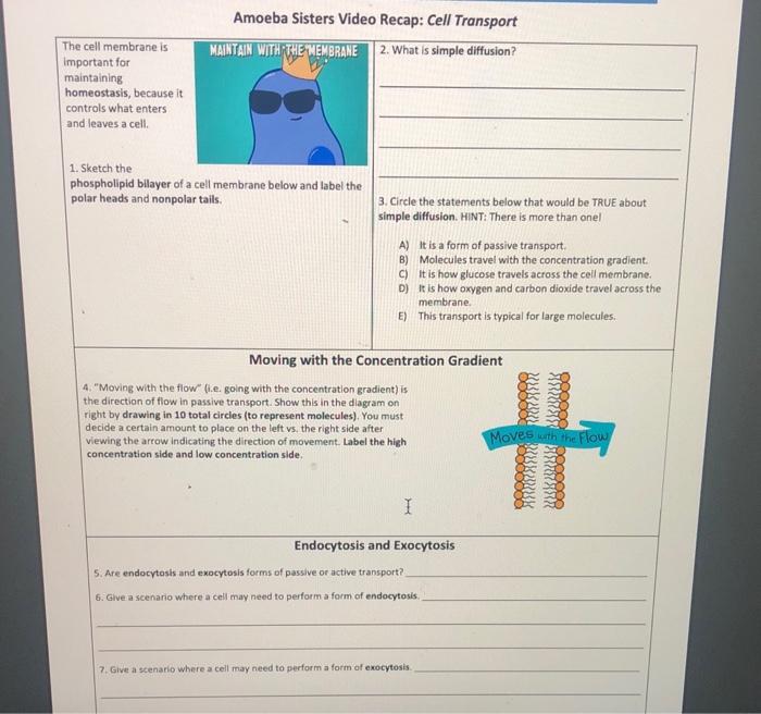 Cell transport amoeba sisters answer key