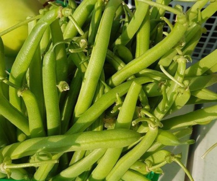 Bushel fall beans sheaves bringing