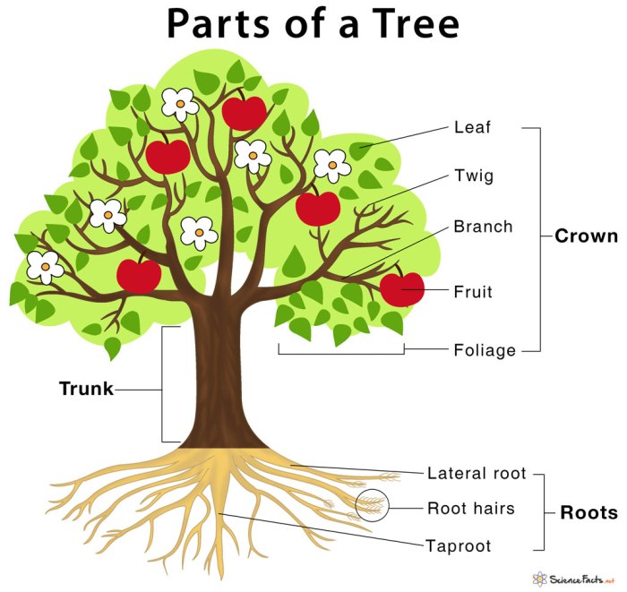 Tree body parts venn diagram