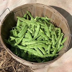 Bushel of green beans price