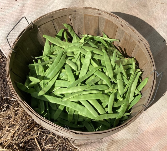 Bushel of green beans price