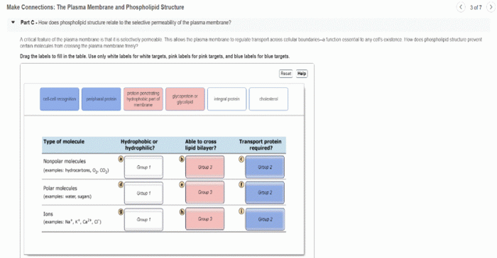 Phospholipid and membrane transport kit answer key