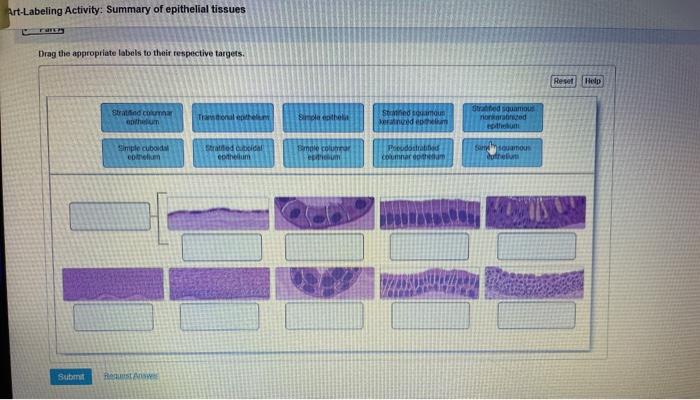 Art labeling activity summary of epithelial tissues