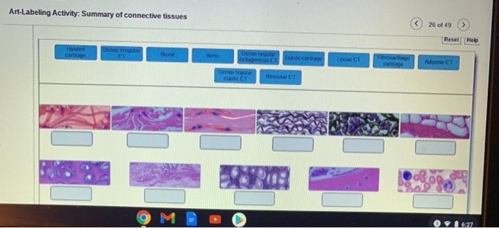 Art labeling activity summary of epithelial tissues