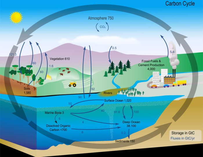 Bioflix activity: the carbon cycle -- carbon cycle diagram