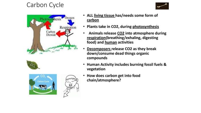 Bioflix activity: the carbon cycle -- carbon cycle diagram