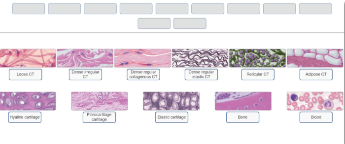 Tissue epithelial anatomy types tissues physiology biology connective epithelium notes skin lab pearson school medicine module bones human figure etext